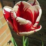 Tulipa 'Grand Perfection' - 