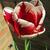 Tulipa 'Grand Perfection'