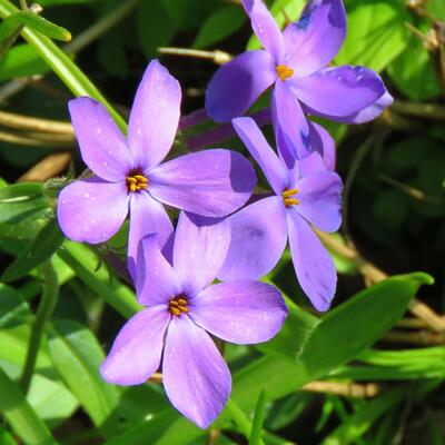 Phlox stolonifera 'Violet Vere' - 