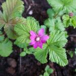 Rubus arcticus - 