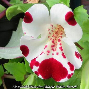 Mimulus 'Magic White Blotch'