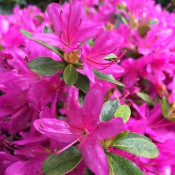 Rhododendron 'Hatsugiri'