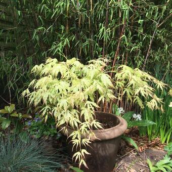 Acer palmatum 'First Ghost'