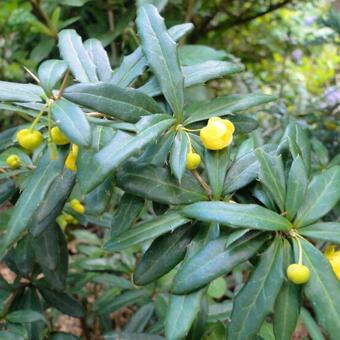 Berberis x frikartii 'Amstelveen