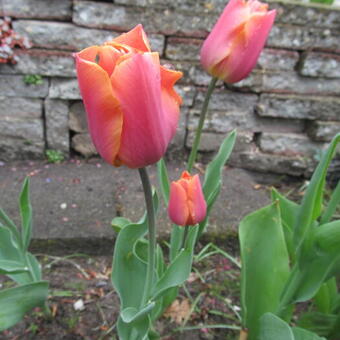 Tulipa 'Orange van Eijk'