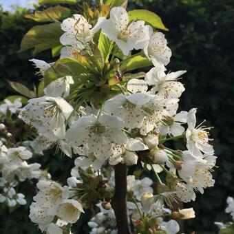 Prunus avium 'Sylvia'