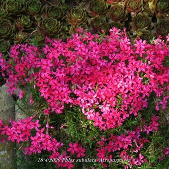 Phlox subulata 'Atropurpurea'