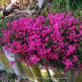 Phlox subulata 'Atropurpurea'