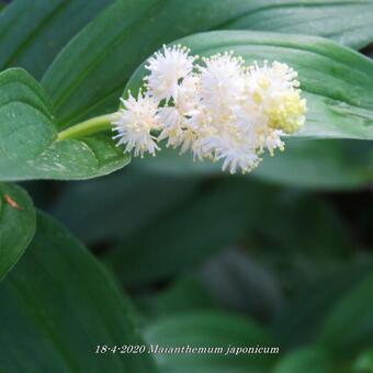 Maianthemum japonicum