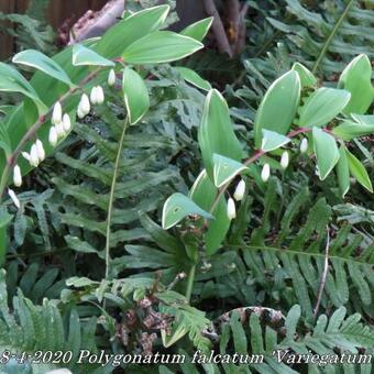 Polygonatum falcatum 'Variegatum'