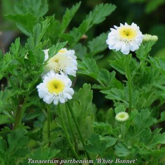 Tanacetum parthenium 'White Bonnet'