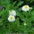 Tanacetum parthenium 'White Bonnet'