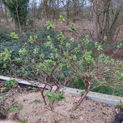 Lonicera caerulea var. kamtschatica 'Blue Velvet' - 