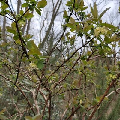 Lonicera caerulea var. kamtschatica 'Wojtek' - 