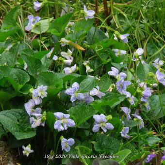 Viola sororia 'Freckles'