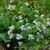 Viola sororia 'Freckles'