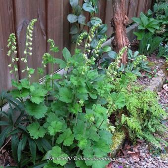 Tellima grandiflora