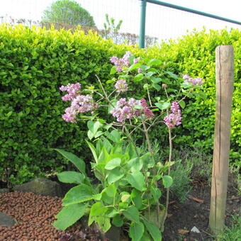 Syringa 'Red Pixie'