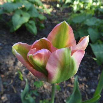 Tulipa 'Groenland'