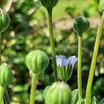 Felicia amelloides 'Felicitara Blue' - 