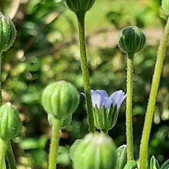 Felicia amelloides 'Felicitara Blue'