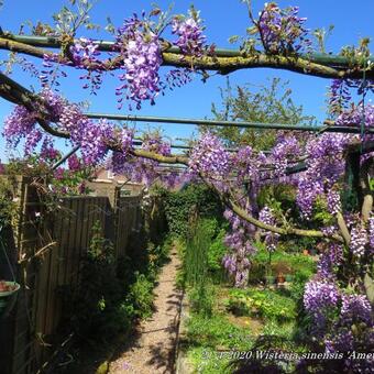 Wisteria sinensis 'Amethyst'