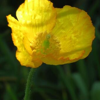 Meconopsis cambrica