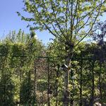 Platanus orientalis 'Minaret'  - 