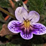 Streptocarpus 'Jackquil' - 