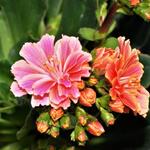 Lewisia cotyledon 'Mountain Dreams' - Lewisia cotyledon 'Mountain Dreams'