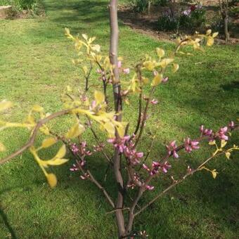 Cercis canadensis 'The Rising Sun'