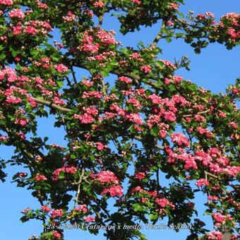 Crataegus x media 'Paul's Scarlet'