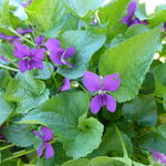 Viola sororia 'Rubra' - 