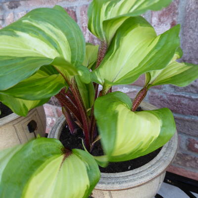 Hosta 'Raspberry Sundae' - Hosta 'Raspberry Sundae'