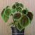 Pilea involucrata