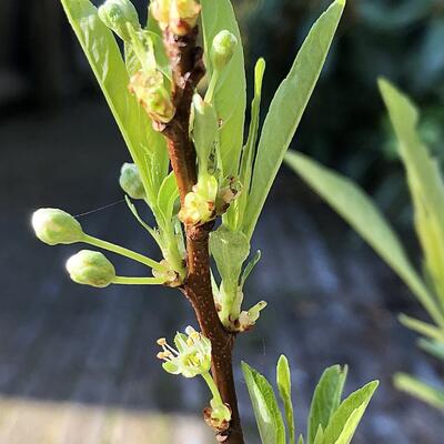 Prunus pumila var. depressa - Kriechende Sand-Kirsche - Prunus pumila var. depressa