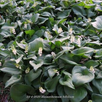 Maianthemum bifolium