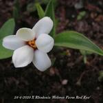 X Rhodoxis 'Hebron Farm Red Eye' - 