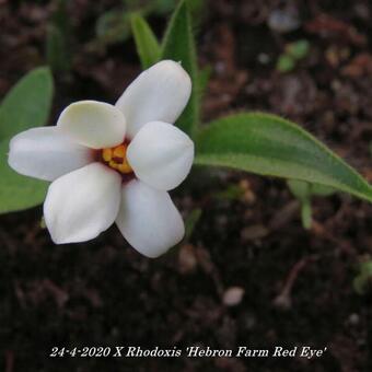 X Rhodoxis 'Hebron Farm Red Eye'