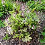 Tiarella 'Taelon' - 