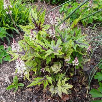 Tiarella 'Taelon'