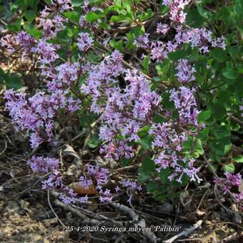 Syringa meyeri 'Palibin'