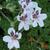 Erodium petraeum ssp. crispum 'Stephanie'