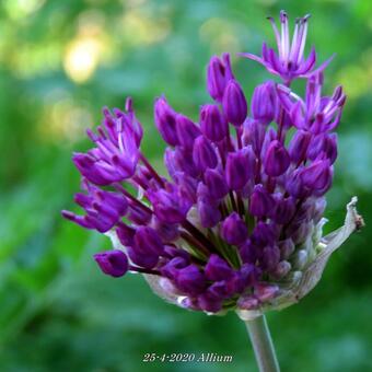 Allium