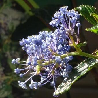 Ceanothus 'Burkwoodii'