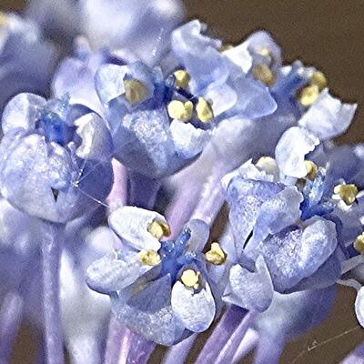 Ceanothus 'Burkwoodii' - Ceanothus 'Burkwoodii'