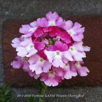 Verbena 'LANAI Twister Cherry Red'