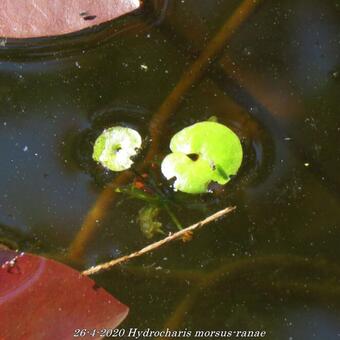 Hydrocharis morsus-ranae