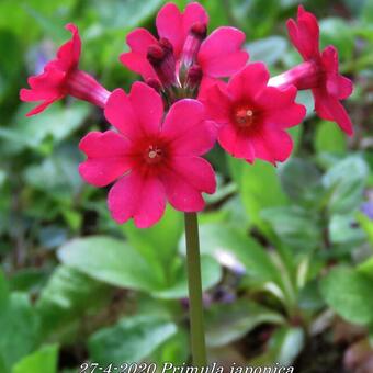 Primula japonica