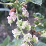 Ribes nigrum 'Ebony' - 